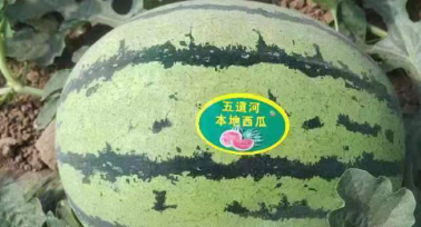 府谷縣古城鎮(zhèn)：沙地西瓜豐收忙 農(nóng)戶喜摘“致富瓜”