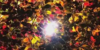 輔酶Q10品牌評測白皮書 | 科學選購終極指南